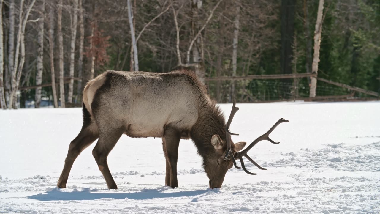 A Deer Looking For Food In The Ground Covered With Snow