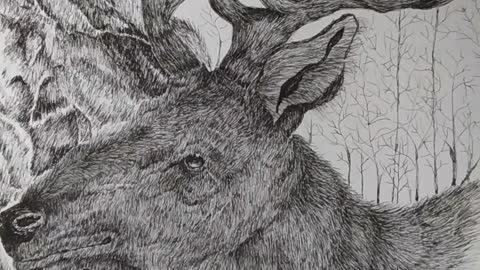 Western wild life Bull Elk