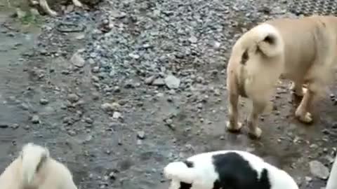 the hooligans gather, the dog farm #rumble
