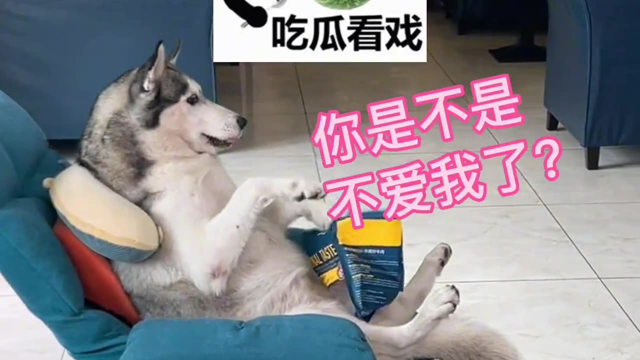 Husky's Daily Life