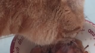 Ginger cat purrs while eating