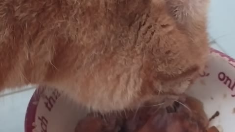 Ginger cat purrs while eating