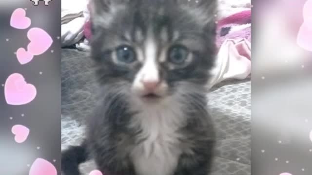 Adote, não abandone