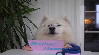 Cute samoyed Melker present News