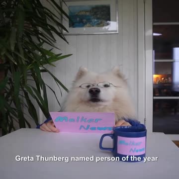 Cute samoyed Melker present News