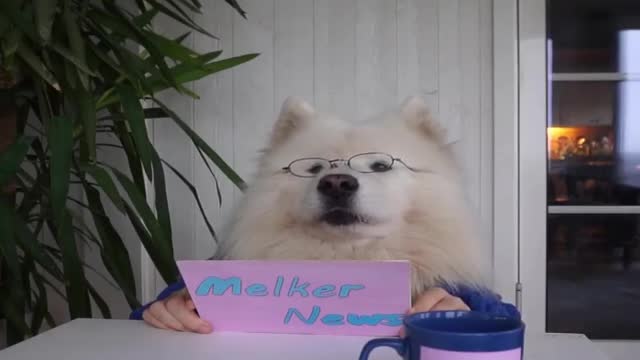 Cute samoyed Melker present News
