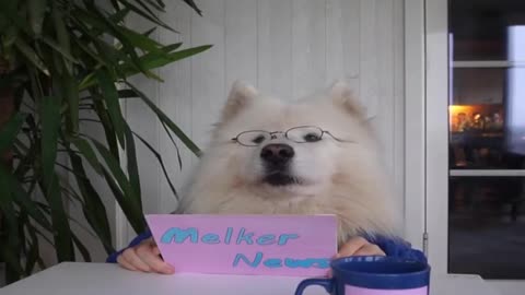 Cute samoyed Melker present News
