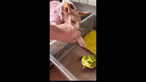 Cat funny videos 14 , funny viedos