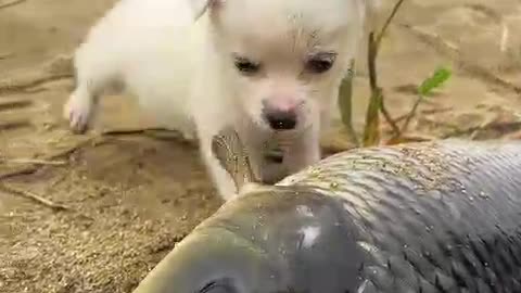 Cute puppy playing with fish