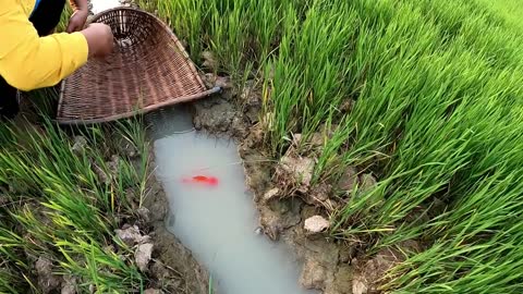 Unbelievable Fishing At Rice Fields- Turtle Koi Blood Parrot Giant Oranda Goldfish Suckermouth Betta