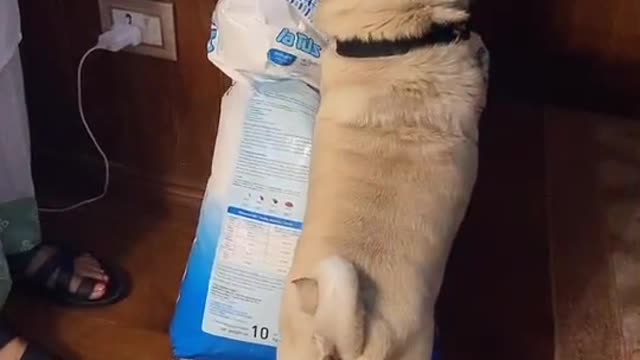 I will not let anyone take my food🐕️🐕️🐕️🐕️#fyp #foryou #foryoupage #puglife #dogs #Nepali
