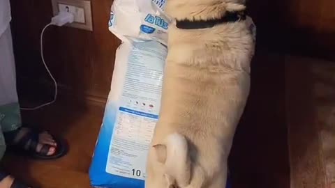I will not let anyone take my food🐕️🐕️🐕️🐕️#fyp #foryou #foryoupage #puglife #dogs #Nepali