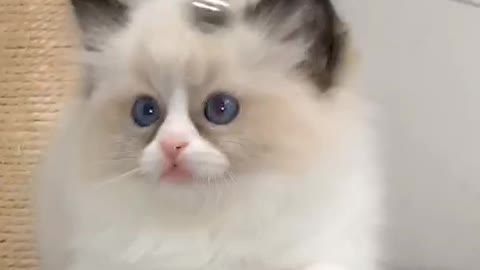 A dog is to not be lonely, a cat is to be lonely and more refined