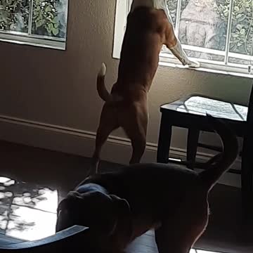 Tucker Carlson and His Window