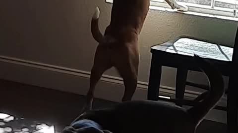 Tucker Carlson and His Window