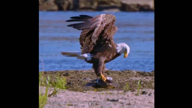 The Bald Eagle wrestles with a catfish! #Trendyanimals
