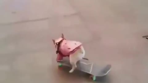 funny dogs