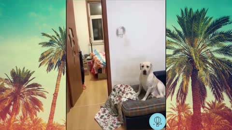 Funny Animals / Funny / Cat and Dog / Animals Funny