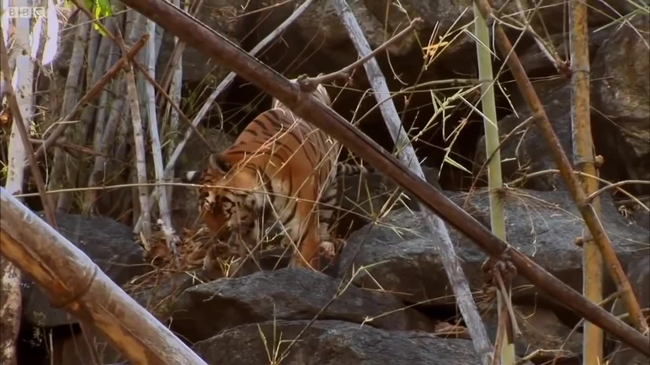 5 Amazing Animal Behaviours Caught on Spy Camera | BBC Earth