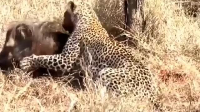 Leopard caught warts pig, is their dinner