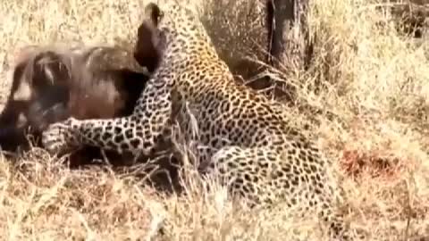 Leopard caught warts pig, is their dinner