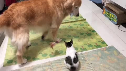Gentle Golden Retriever knows exactly how to entertain this kitten