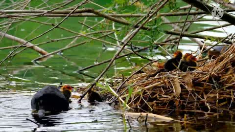 The female bird is learning to find food and feeding the baby.