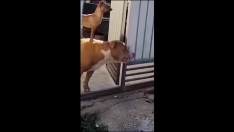 funny cats and dogs videos funniest animal videos Part 8