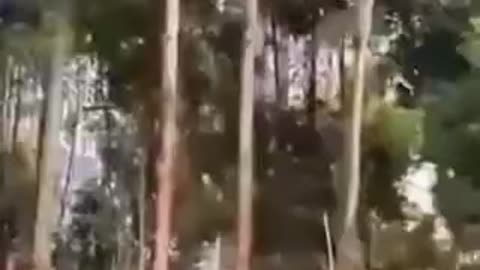 LASER GUNS TO TRIM TREES