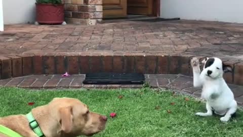 Little dog and big dog love