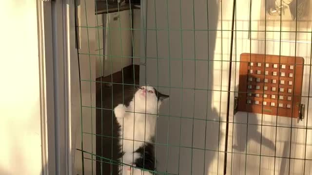 Houdini Kitten Escapes with Ease