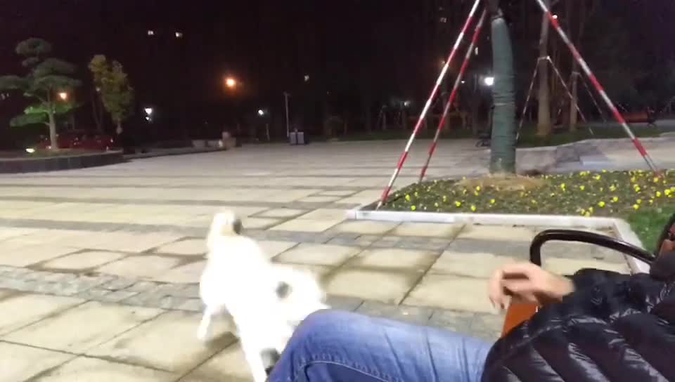 Ambitious pup decides to fetch enormous tree branch