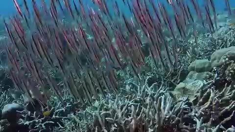 Razorfish Are Known For Their Ability To Swim Vertically In The Water Column With Their Bodies Positioned Vertically Almost Resembling A Blade Or A Stick