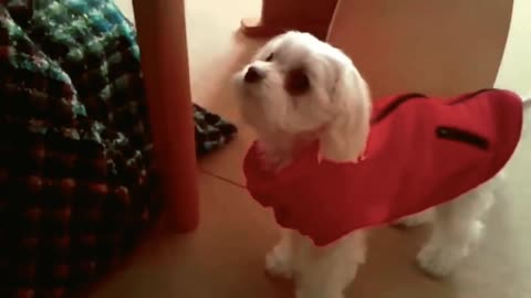 TOP dog barking videos compilation 2022 Dog barking sound - Funny dogs