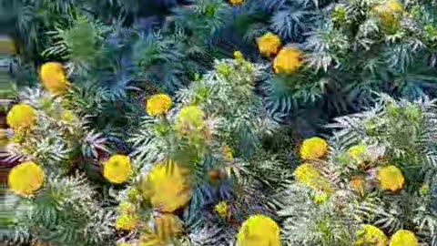 Beautiful flower garden