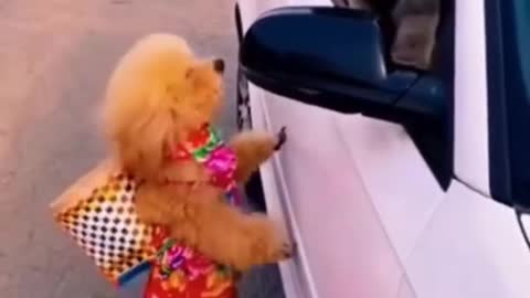 Funny pets short video