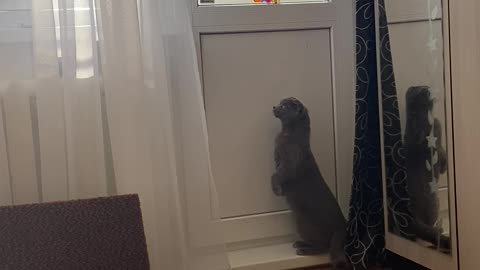 Window-Seeking Cat Surprised by Tin Foil