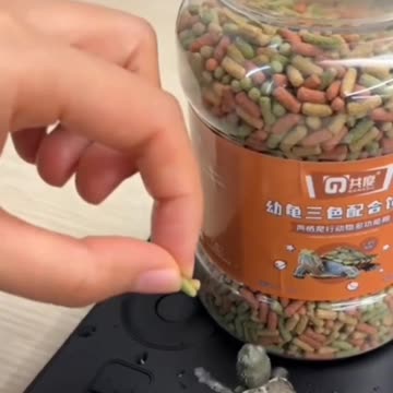 The cutest baby turtle you will see today 😍