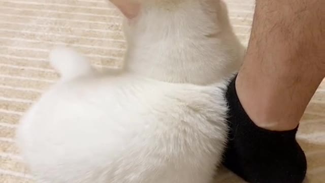Suck cats for a day, miss cats for a lifetime