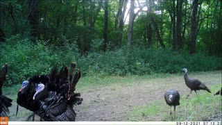 Fred Zepplin 2021, 9/12/21 Annual Turkey Convention Is In Town!