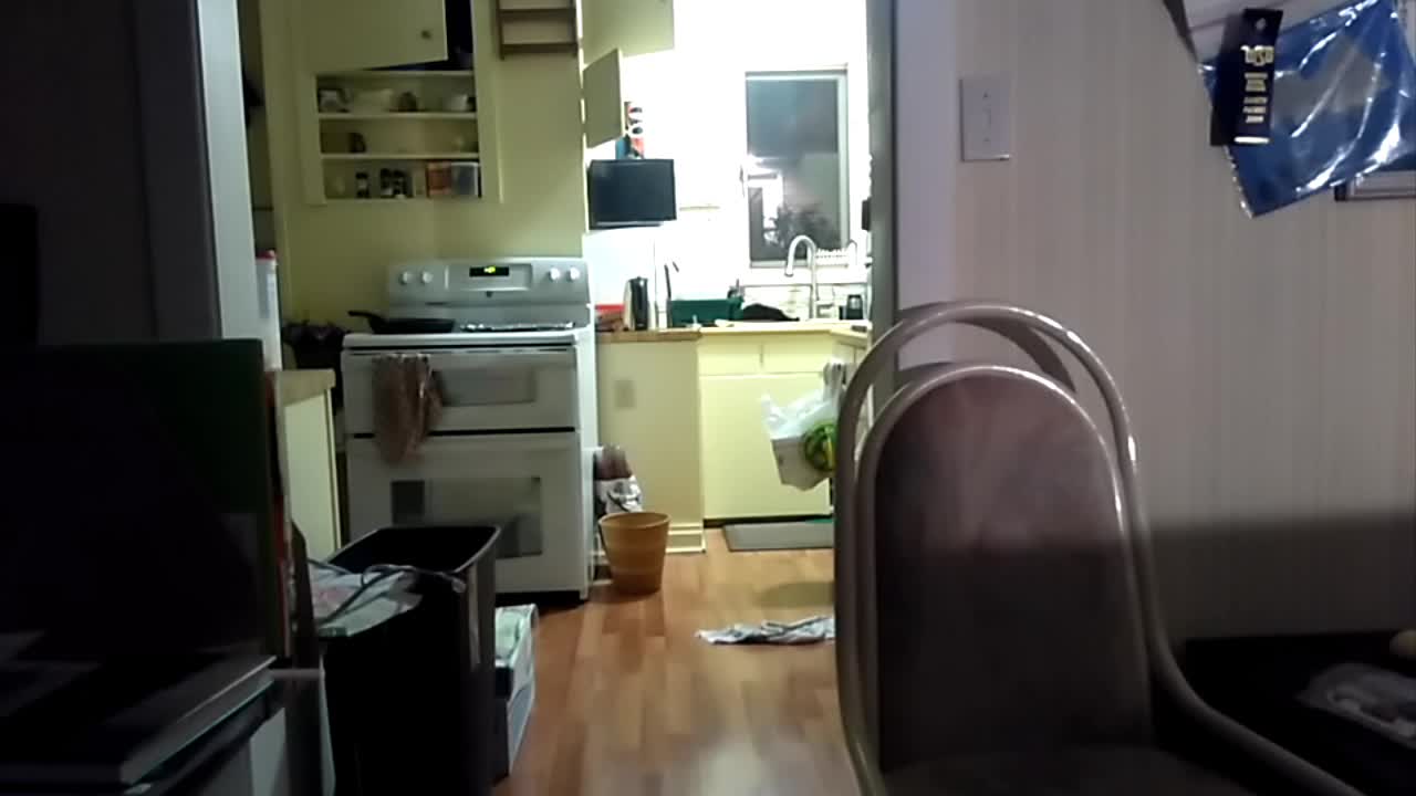 Kitty Jumps