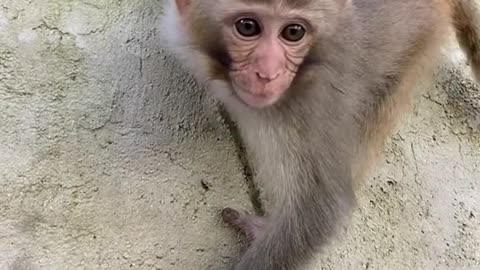 Monkey😄