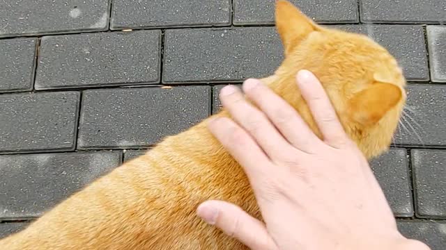 When a Korean soldier met a cat,