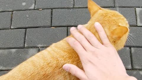 When a Korean soldier met a cat,