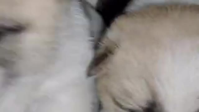 Baby Dogs - Cute and Funny Dog Videos Compilations