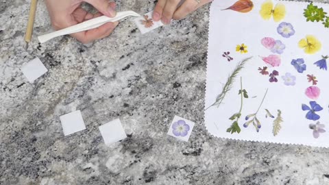 Pressed Flower Project: Stickers