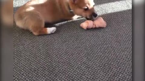 Documentan los primeros momentos de la vida de este corgi … y es adorable