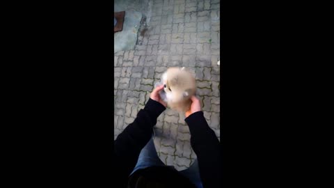 BEAUTIFUL DOG ​​DRINKS