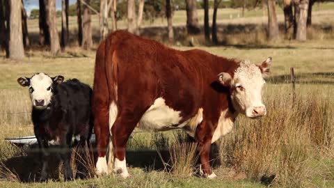 The Angry Wildlife This cow will see what she can do to save her life with the elders