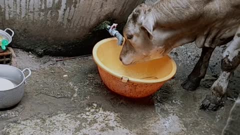 Self-sufficient Cow Turns Faucet for Water